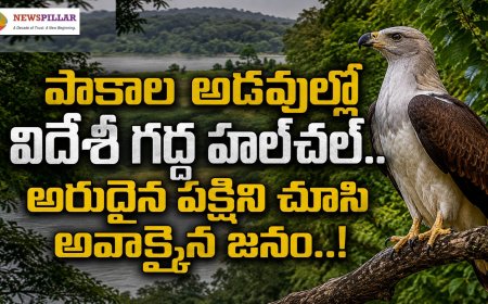 పాకాల అడవుల్లో అరుదైన గద్ద.. అవాక్కైన జనం