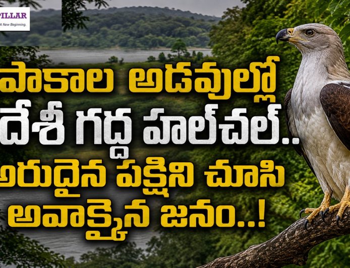 పాకాల అడవుల్లో అరుదైన గద్ద.. అవాక్కైన జనం