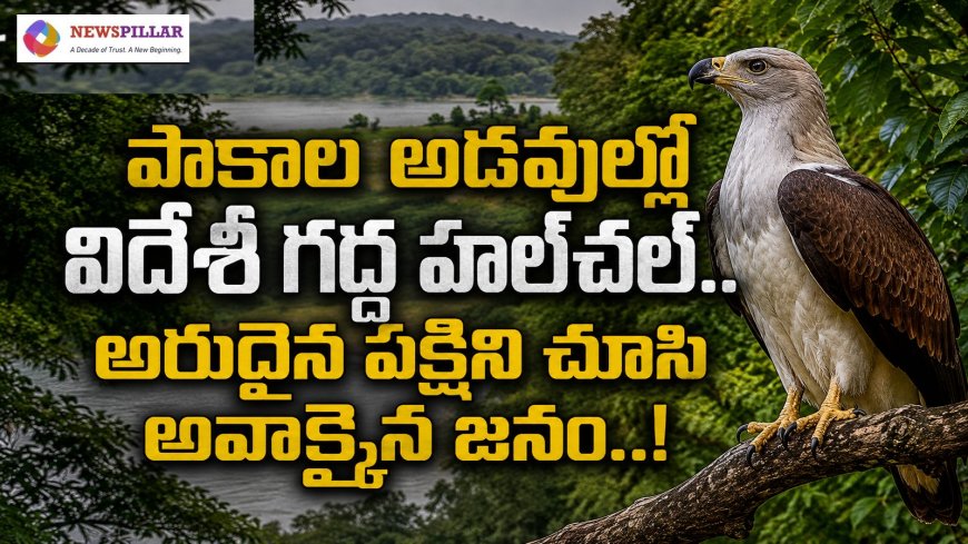 పాకాల అడవుల్లో అరుదైన గద్ద.. అవాక్కైన జనం